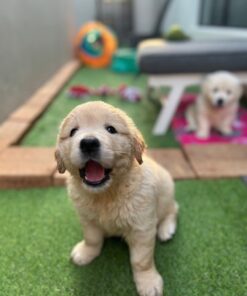Sunny – Premium Golden Retriever Puppy for Sale