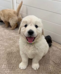 Rosie-Purebred English Cream Golden Retriever Puppy