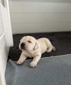 Buttercup-English Cream Golden Retriever Newborn Puppy