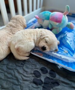 Peaches-Purebred Cream Golden Retriever Puppy