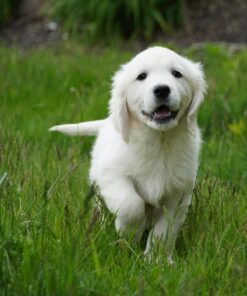 Leo-English Cream Golden Retriever Puppy