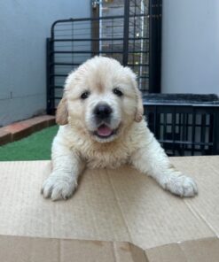 Buddy – AKC Golden Retriever Puppy for Sale