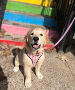 Daisy – AKC Golden Retriever Puppy for Sale