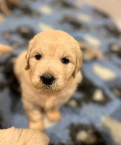 Oliver-Purebred Golden Retriever Puppy