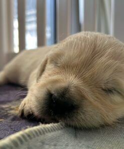 Milo-Purebred Golden Retriever Newborn Puppy