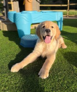 Cooper Purebred Golden Retriever Puppy For Sale