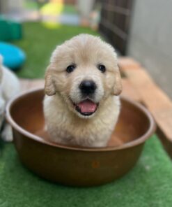 Adorable Golden Retriever Puppy for Sale – Teddy 🧸