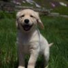 Barnaby Purebred Golden Retriever Puppy For Sale