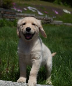 Barnaby Purebred Golden Retriever Puppy For Sale