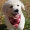 Jasper-English Cream Golden Retriever Puppy For Sale