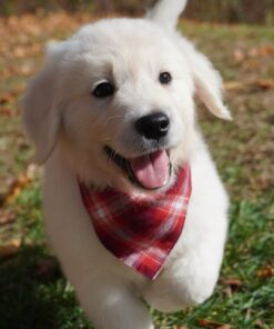 Jasper-English Cream Golden Retriever Puppy For Sale