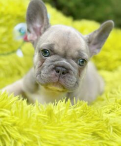 Milo-Purebred Lilac Fawn French Bulldog Puppy