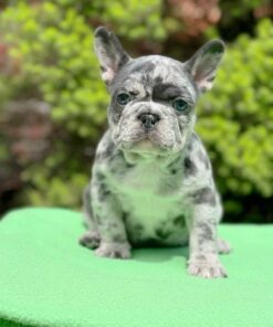 Axel-Purebred Blue Merle French Bulldog Puppy