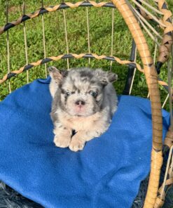Ziggy-Fluffy Blue Merle French Bulldog Puppy