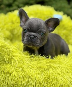 Blue French Bulldog​ Puppy