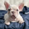 Cream French Bulldog