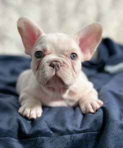 Cream French Bulldog