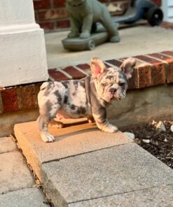 Buster-Purebred Blue Merle French Bulldog Puppy