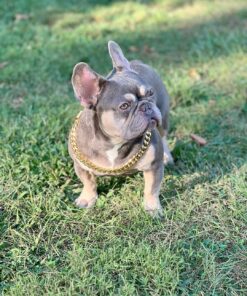 Blue French  Bulldog