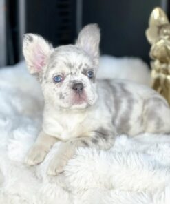 Blue Merle French Bulldog