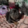 Black French Bulldog
