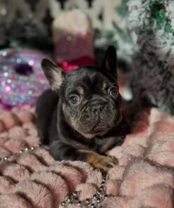 Black French Bulldog