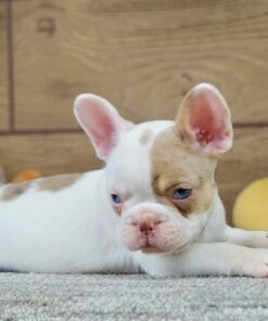 White French Bulldog Puppy