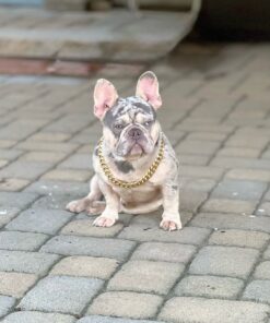 Blue Merle French Bulldog