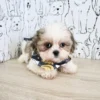 Shih Tzu Puppies for Sale
