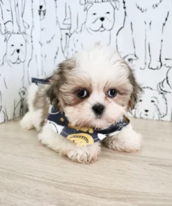 Shih Tzu Puppies for Sale