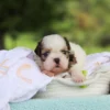Teacup Shih Tzu Puppies