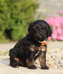 Cavapoo Full Grown: