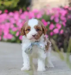 Cavapoo puppies