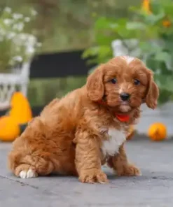 What Is a Cavapoo