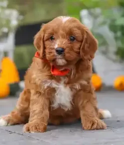What Is a Cavapoo