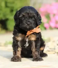 Cavapoo Full Grown: