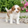 Cavapoo puppies