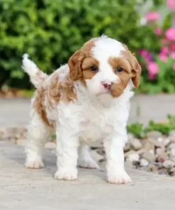 Cavapoo puppies