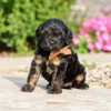 Cavapoo Full Grown: