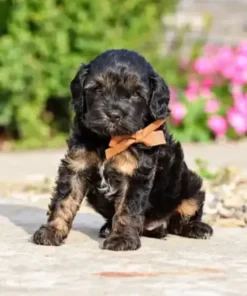 Cavapoo Full Grown: