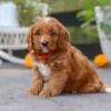 What Is a Cavapoo