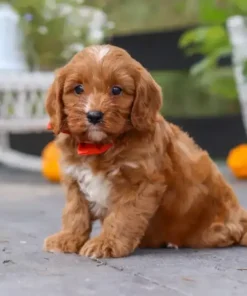 What Is a Cavapoo