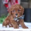 Cavapoo puppies for sale