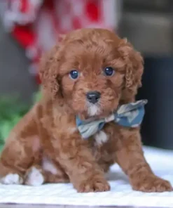 Cavapoo puppies for sale