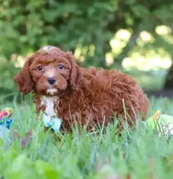 Miniature Cavapoochon