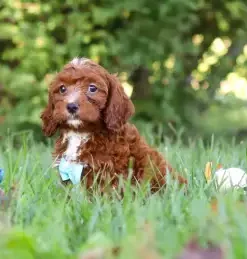 Miniature Cavapoochon