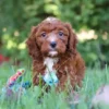 Miniature Cavapoochon