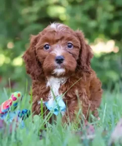 Miniature Cavapoochon