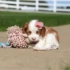 Full Grown Cavapoo