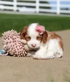 Full Grown Cavapoo